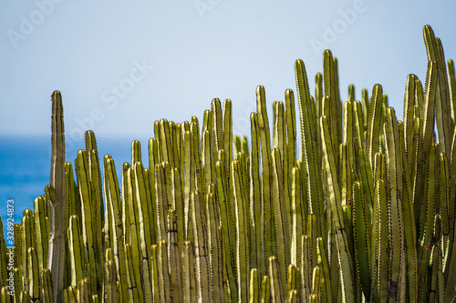 Cardon cactus in blue backround  photo