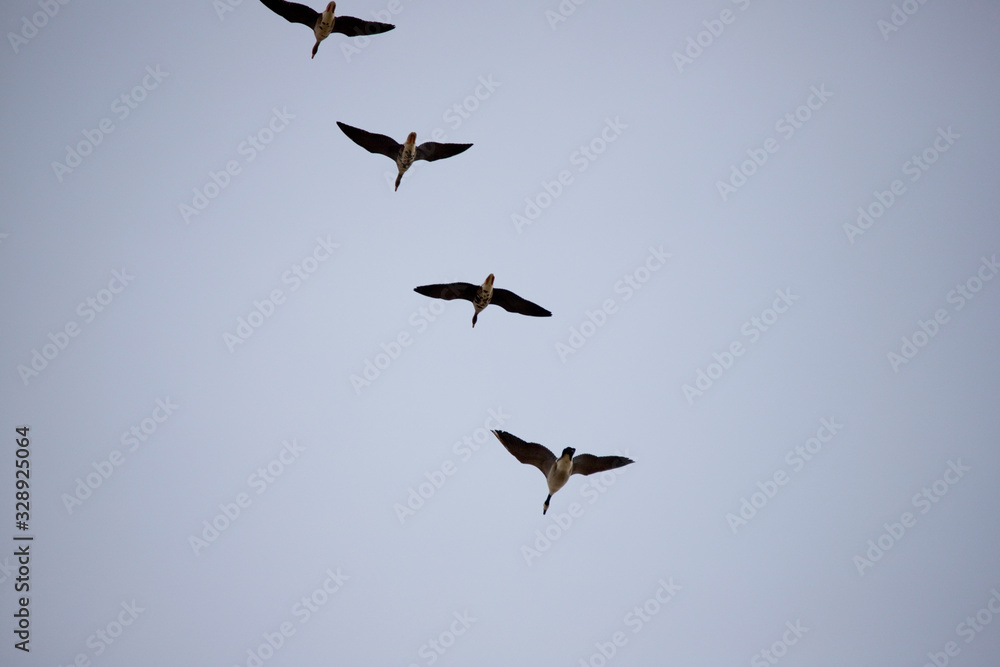 Geese Migration in Spring in Nebraska
