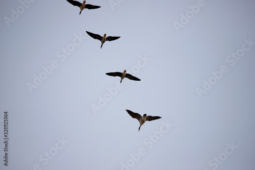 Geese Migration in Spring in Nebraska