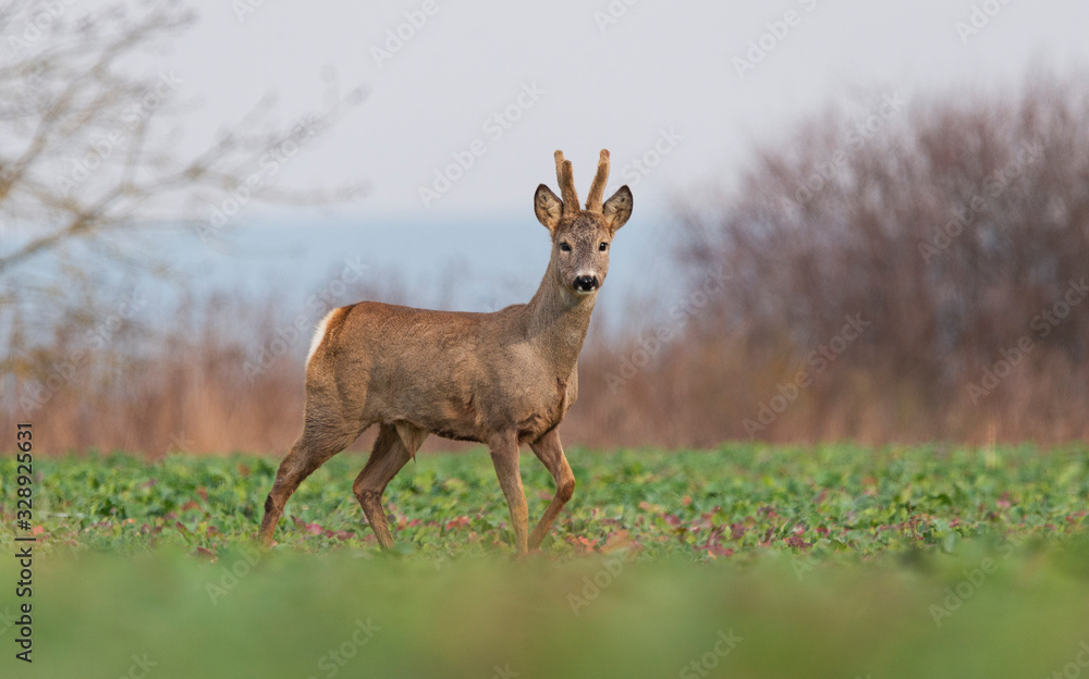 Curious roe deer standing in the field Curious roe deer standing in the field