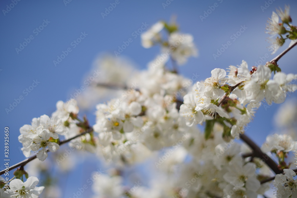 Spring with a beautiful blooming cherry garden. Working bees in the background.