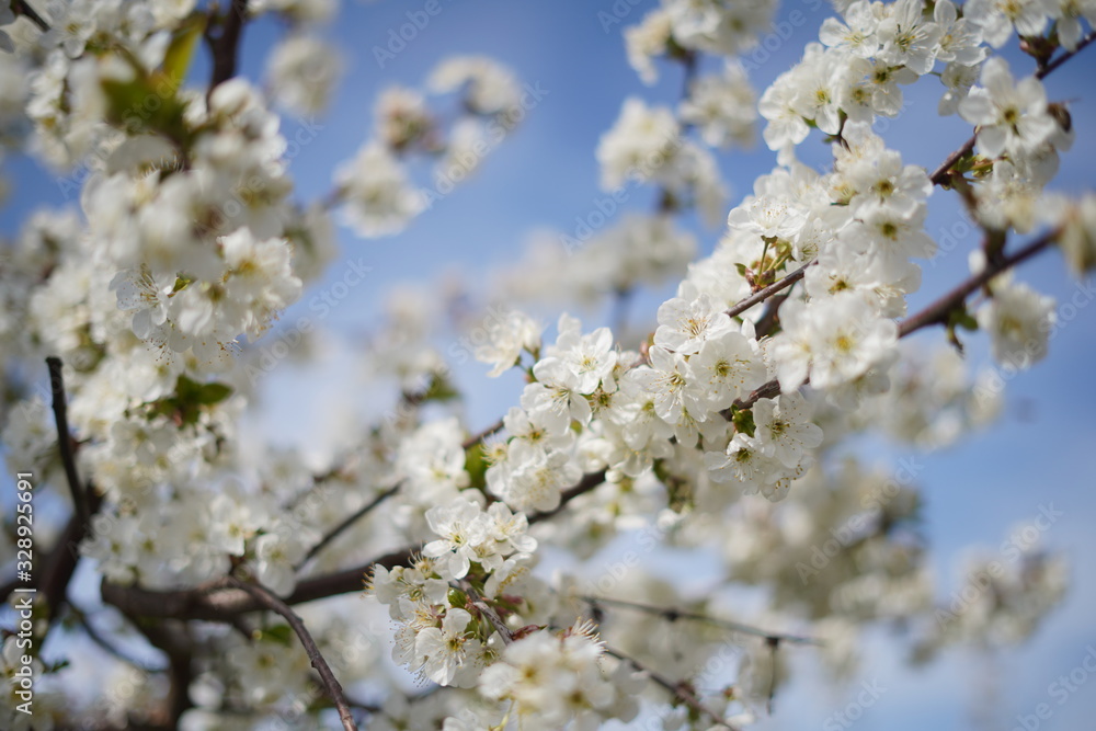 Spring with a beautiful blooming cherry garden. Working bees in the background. Spring with a beautiful blooming cherry garden. Working bees in the background.