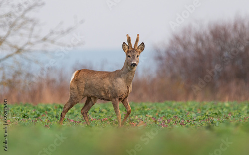 Fototapeta Naklejka Na Ścianę i Meble -  Curious roe deer standing in the field