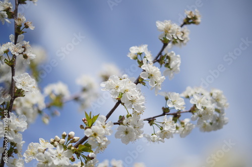 Spring with a beautiful blooming cherry garden. Working bees in the background.