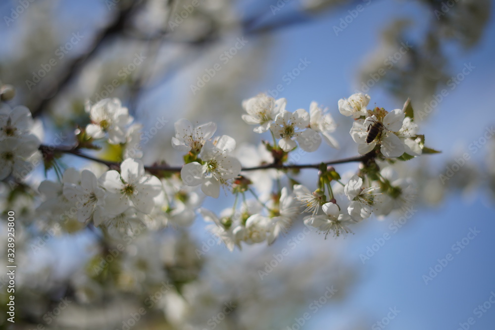 Spring with a beautiful blooming cherry garden. Working bees in the background.