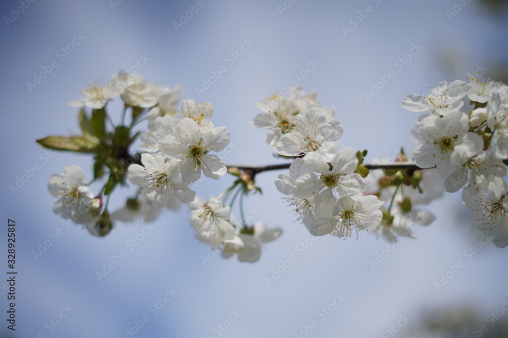 Fototapeta premium Spring with a beautiful blooming cherry garden. Working bees in the background.