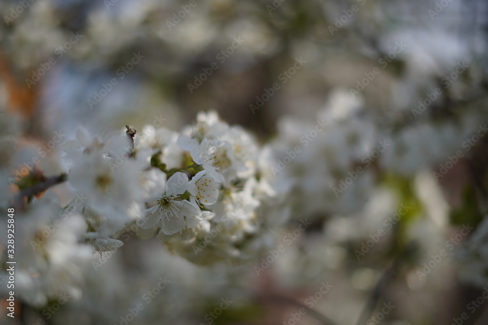 Spring with a beautiful blooming cherry garden. Working bees in the background. Spring with a beautiful blooming cherry garden. Working bees in the background.