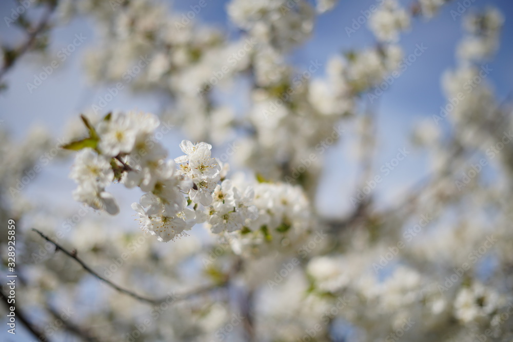 Spring with a beautiful blooming cherry garden. Working bees in the background. Spring with a beautiful blooming cherry garden. Working bees in the background.