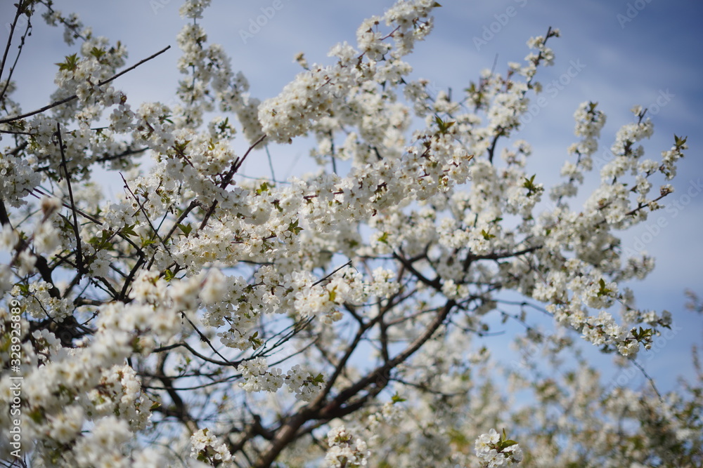 Spring with a beautiful blooming cherry garden. Working bees in the background. Spring with a beautiful blooming cherry garden. Working bees in the background.