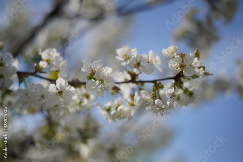 Spring with a beautiful blooming cherry garden. Working bees in the background.