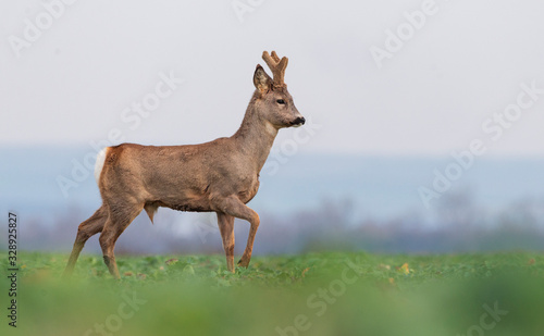 Fotografie Curious roe deer standing in the field
