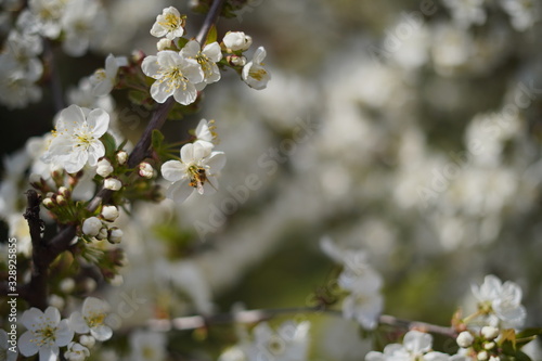 Spring with a beautiful blooming cherry garden. Working bees in the background.