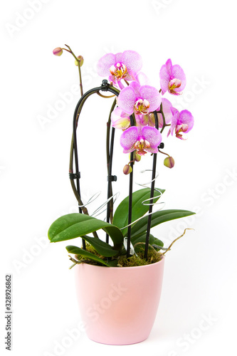 Fototapeta Naklejka Na Ścianę i Meble -  Beautiful pink orchid in a pot  - phalaenopsis