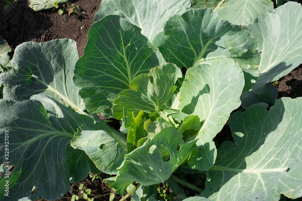 Head of cabbage in the garden, leaves with holes, eaten by pests Head of cabbage in the garden, leaves with holes, eaten by pests