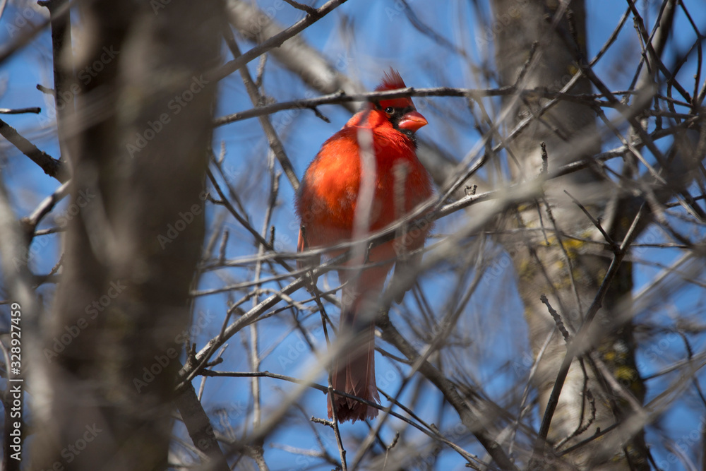 Red Cardinal Male Northern Singing for a Mate Red Cardinal Male Northern Singing for a Mate