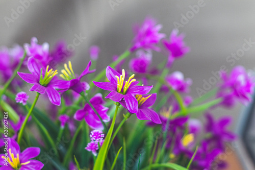 Fototapeta Naklejka Na Ścianę i Meble -  purple flowers in the garden