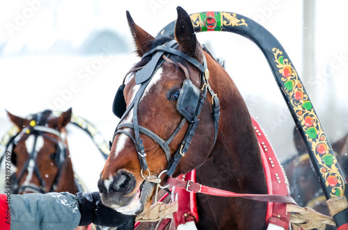Horse in Russian national harness