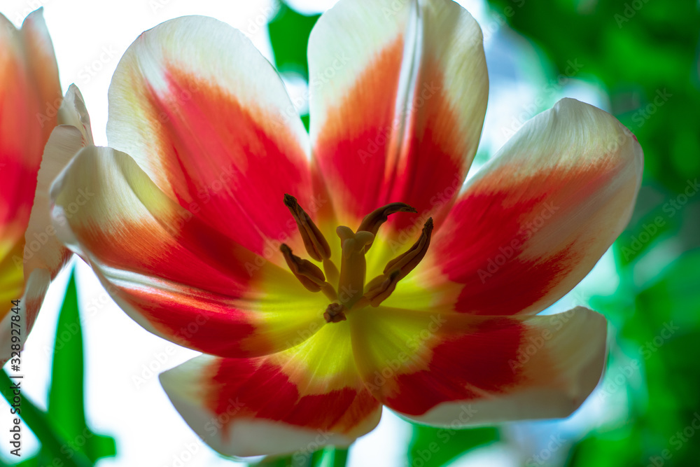 Awakened red tulip. Tulip with open petals
