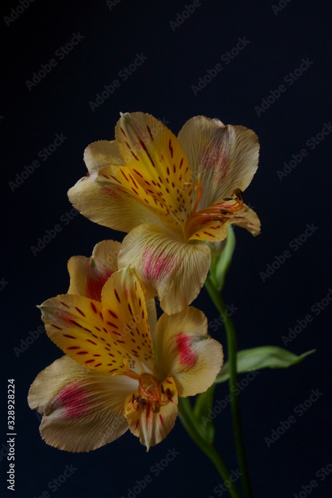 Fototapeta premium Yellow alstroemeria flowers, Peruvian lily or lily of the incas