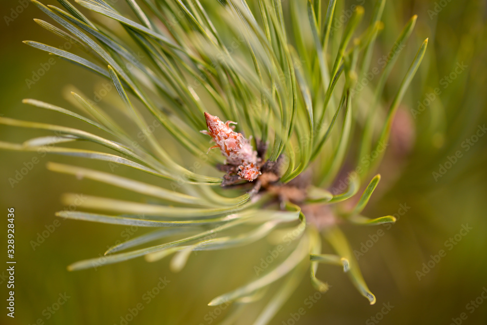 pine branch with swollen Bud pine branch with swollen Bud
