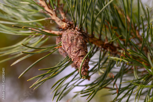 pine branch with swollen Bud