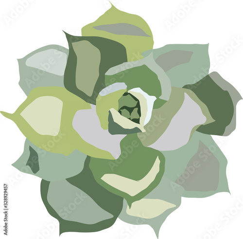 flower succulent isolate on a white background vector drawing