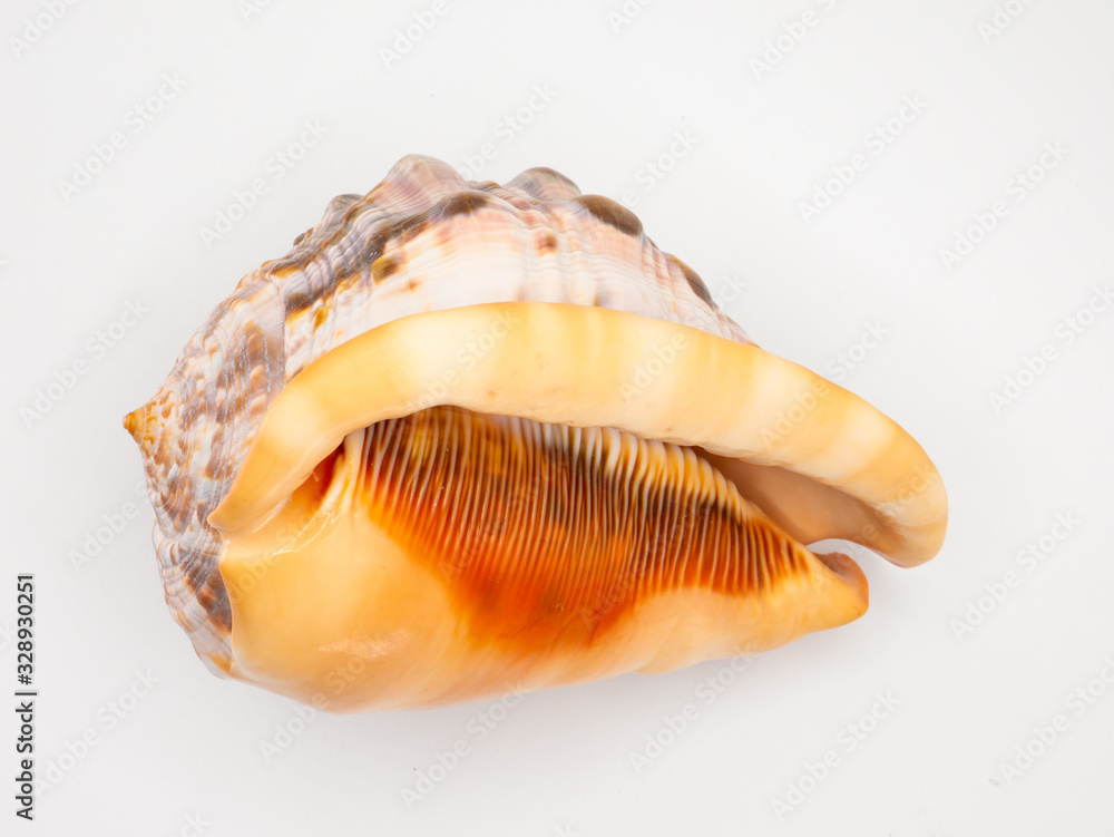 Shell in front of a white Backround with closeup focus