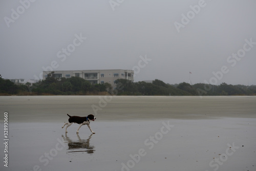 Dog at the beach photo