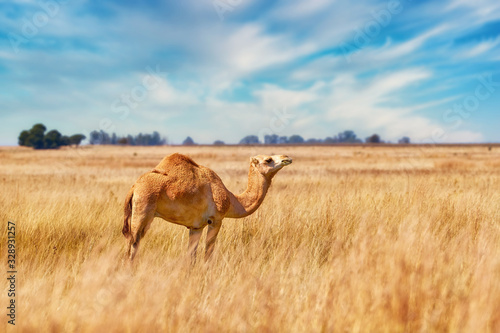 Arabian one-humped camel  Camelus dromedarius in an african savanna. Arabian  camel standing in a field covered in high yellow grass against blue sky.  Africa.