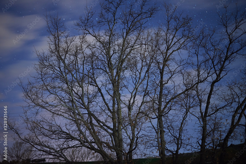 Trees at the Night