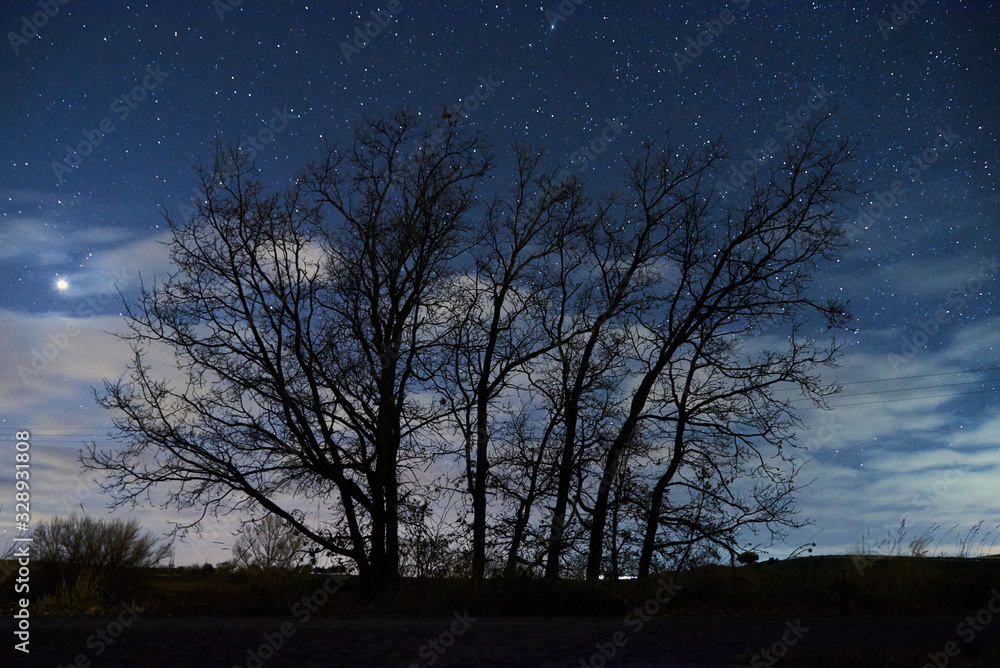 Trees Trees