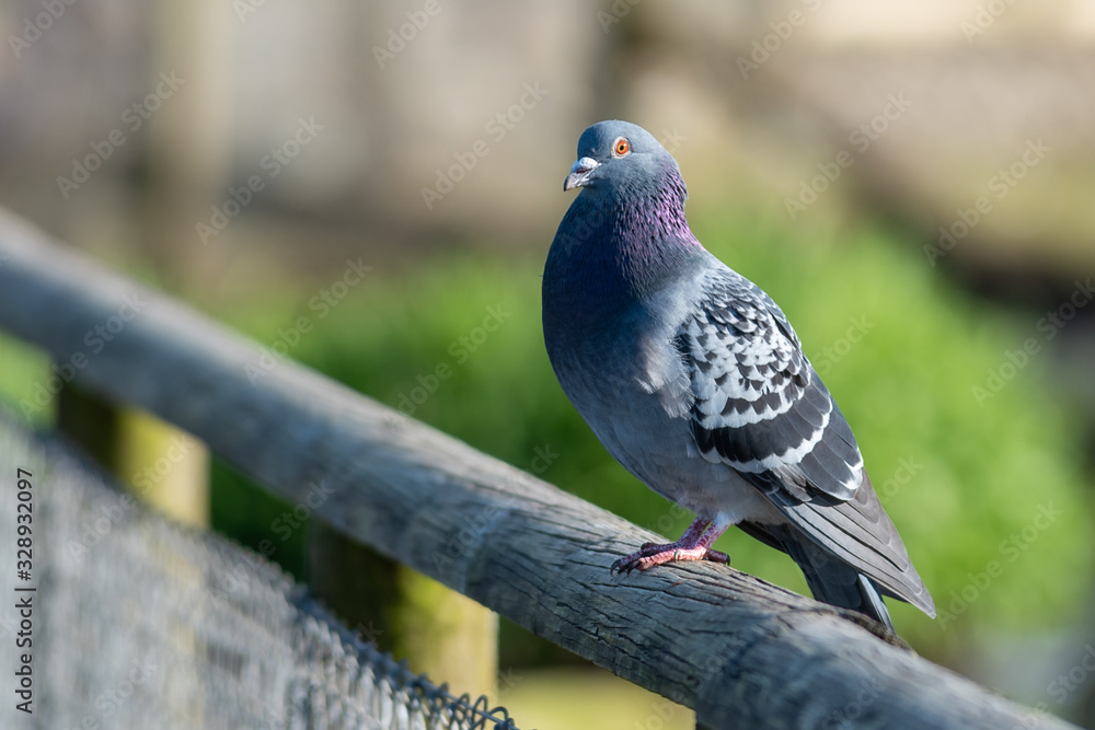 A solitary pigeon sitting on a fence post A solitary pigeon sitting on a fence post