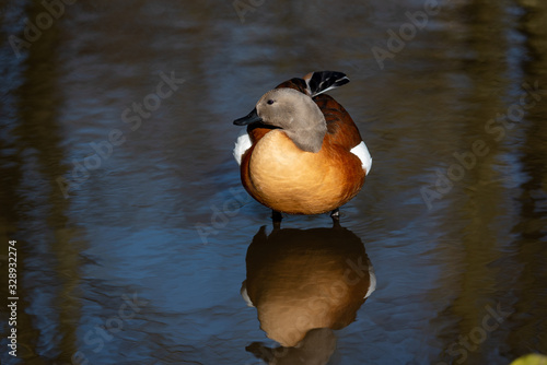 A solitary South African Shelduck stands in a shallow pond photo