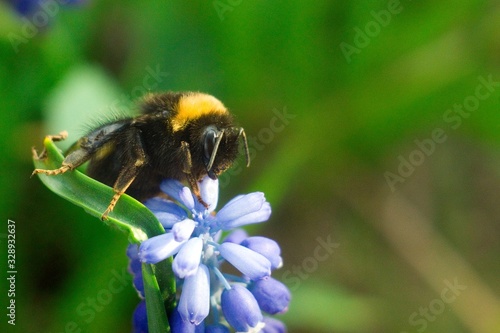 bee on flower © Polina