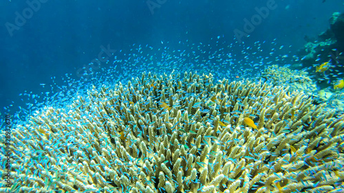 Close up on a coral reef in the region of Komodo Islands, Indonesia. The reef is shimmering with many colors. Numerous school of small neon blue fish hiding in it. Natural ecosystem. Free diving