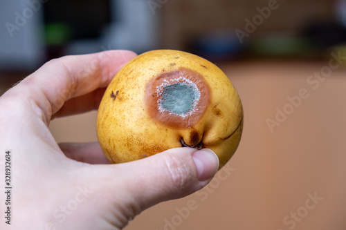 Spoiled, rotten pear from a fridge, moldy expired fruit, proper food storage concept