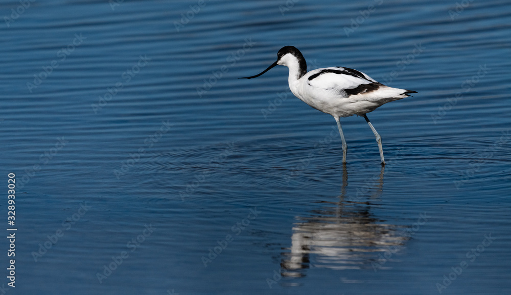 Fototapeta premium avocette élégante