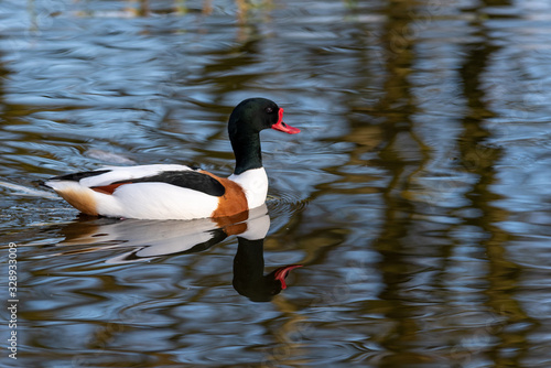 A solitary shelduck sits isolated on water