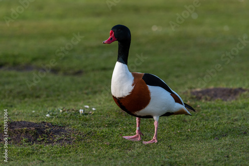A solitary shelduck stands isolated on grass © Oliver