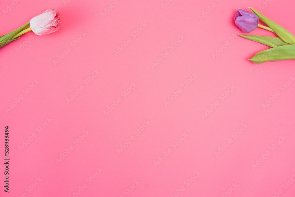 Pink tulips on the pink background. Flat lay, top view. Valentines background. Horizontal,, toned Pink tulips on the pink background. Flat lay, top view. Valentines background. Horizontal,, toned