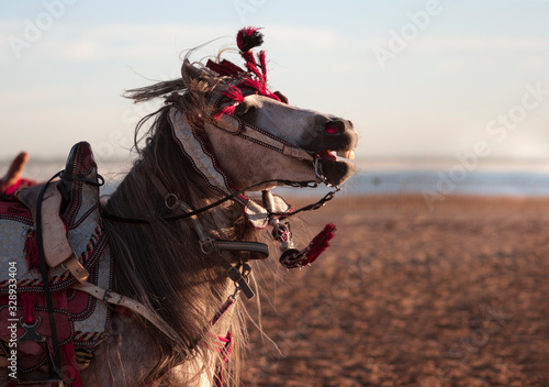 Wallpaper Mural riding horse on the beach Torontodigital.ca