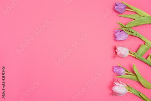 Fototapeta Naklejka Na Ścianę i Meble -  Pink tulips on the pink background. Flat lay, top view. Valentines background. Horizontal,, toned