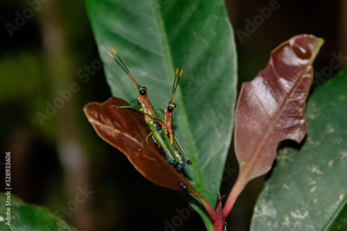 Rakwana ornata - cricket photo