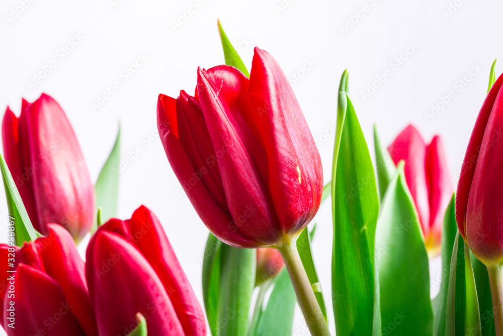 Fototapeta premium Red fresh buds of tulips, close up