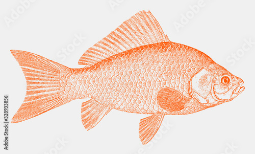Fotografiet Common goldfish carassius auratus, popular aquarium fish native to East Asia in