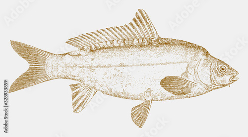 European carp, cyprinus carpio, a threatened fish native in lakes and rivers in Europe and Asia in side view