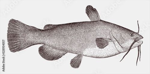 Black bullhead catfish, ameiurus melas, a freshwater fish from the central United States in side view