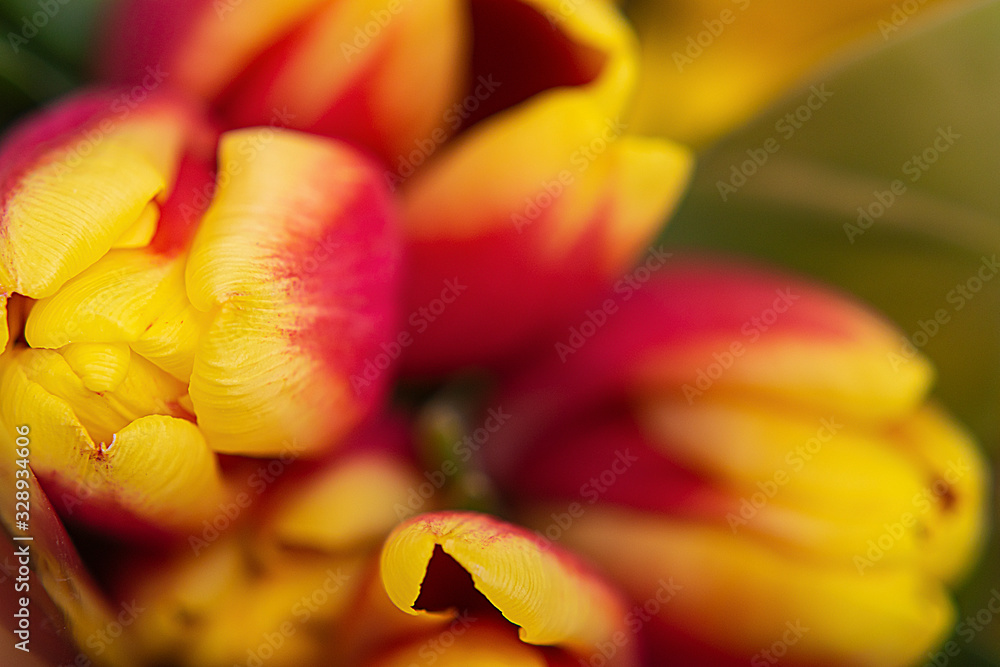 Yellow-red tulips, top view. Macro photo.