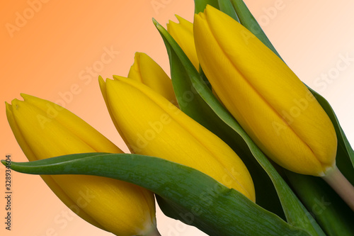 Yellow tulips on an orange background