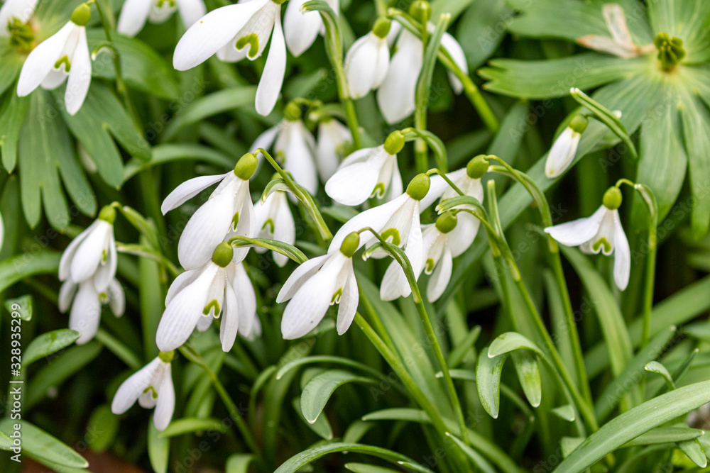 Group of white blooming snowdrop plants as a symbol for growing spring in march